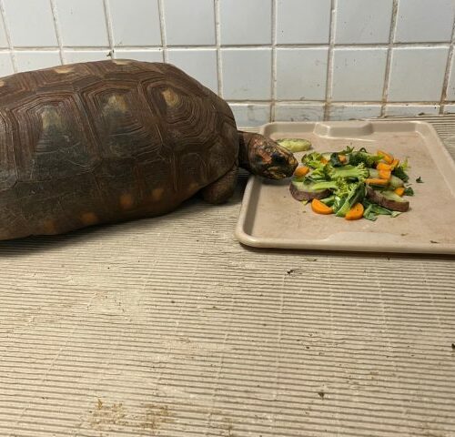 De ambiente aquecido a alimentação especial, Bioparque Pantanal explica cuidados com animais em dias frios