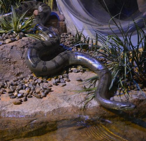 No Dia Mundial da Cobra, Bioparque Pantanal destaca importância da sucuri “Gaby” para a educação ambiental