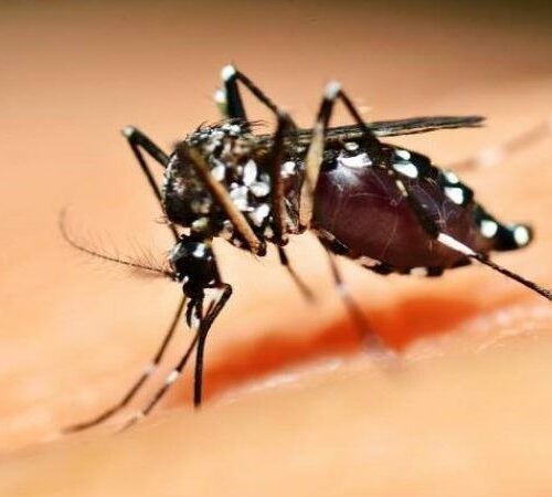 Período de chuvas e altas temperaturas: SES reforça cuidados para evitar criadouros da dengue