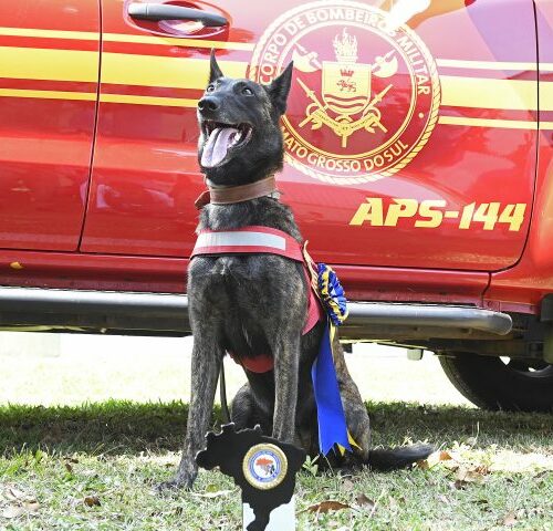 Com certificação nacional, cadela Laika do Corpo de Bombeiros de MS está apta para busca e resgate