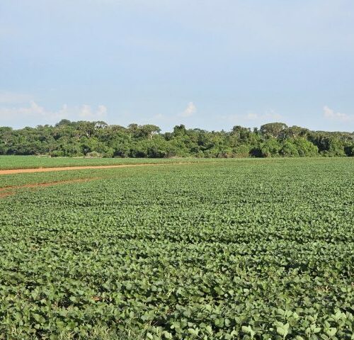 Plantio da safra de soja é prorrogado até o dia 13 de janeiro em Mato Grosso do Sul