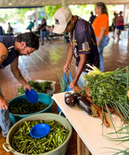 Colheita de Oportunidades: Cesta Verde Transforma Vidas em Sidrolândia, Garantindo Renda no Campo e Alimento para Famílias de Programas Sociais