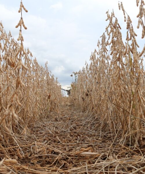 FUNDAÇÃO MS REALIZA EXPERIMENTOS QUE IMPULSIONAM A PRODUÇÃO AGRÍCOLA.