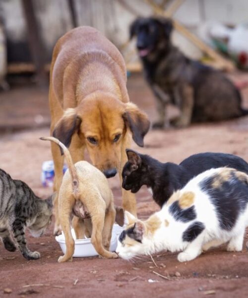 Projeto Patas Felizes: alunos da escola Sesi se mobilizam para ajudar animais abandonados