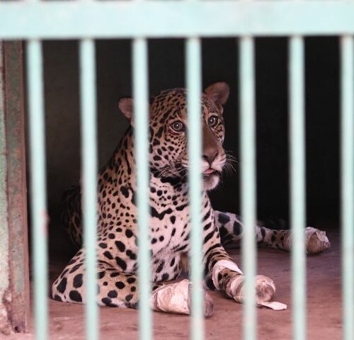 Onça resgatada no Pantanal chega ao Hospital Ayty para tratamento e esturro é o 1º sinal positivo do animal