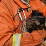 Imasul recebe filhotes de gato palheiro, mais dois animais resgatados do fogo