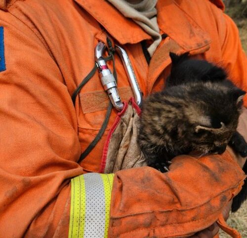 Imasul recebe filhotes de gato palheiro, mais dois animais resgatados do fogo