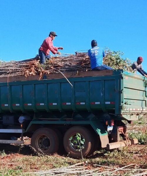 Prefeito Rodrigo Basso fortalece a produção agrícola nas comunidades indígenas, impulsionando segurança alimentar e geração de renda