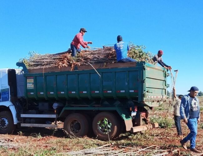 Prefeito Rodrigo Basso fortalece a produção agrícola nas comunidades indígenas, impulsionando segurança alimentar e geração de renda