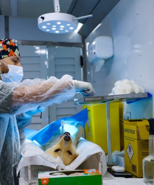 Caravana da Castração tem início em Maracaju com 750 atendimentos previstos.