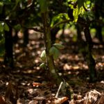 Sicredi na COP30 reforça a importância das cooperativas de crédito como solução estratégica no enfrentamento aos desafios climáticos