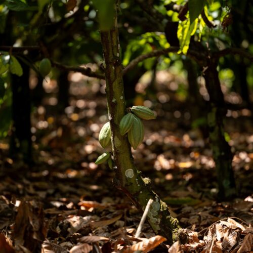 Sicredi na COP30 reforça a importância das cooperativas de crédito como solução estratégica no enfrentamento aos desafios climáticos