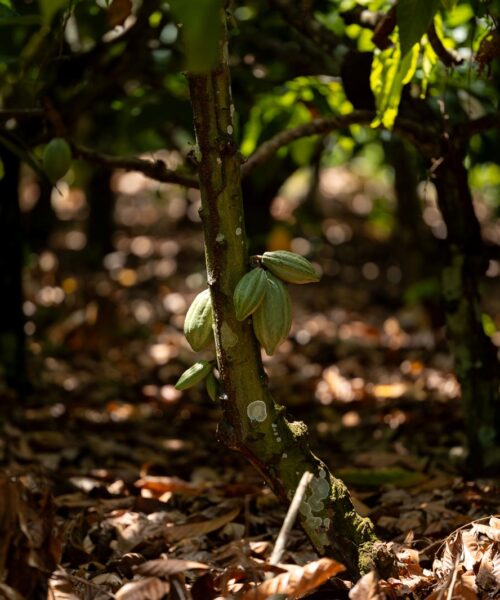 Sicredi na COP30 reforça a importância das cooperativas de crédito como solução estratégica no enfrentamento aos desafios climáticos